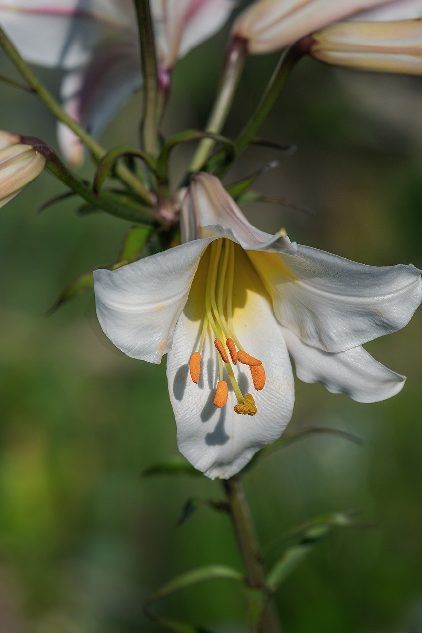 Should You Invest In Reg A+ Startups? | Markets Insider