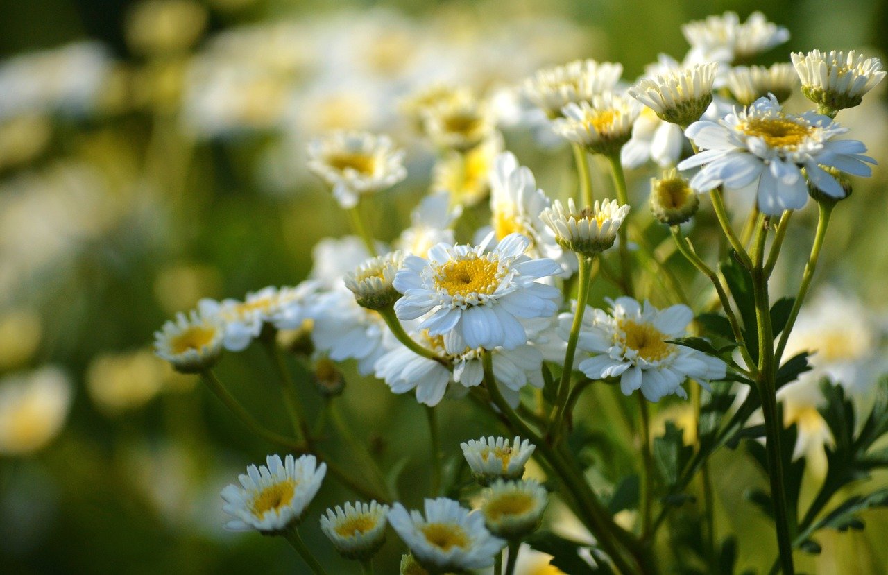 Should You Invest In Reg A+ Startups?