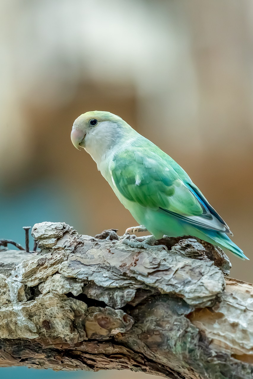 Monogram Orthopaedics Raises Over $16 Million on StartEngine - Benzinga