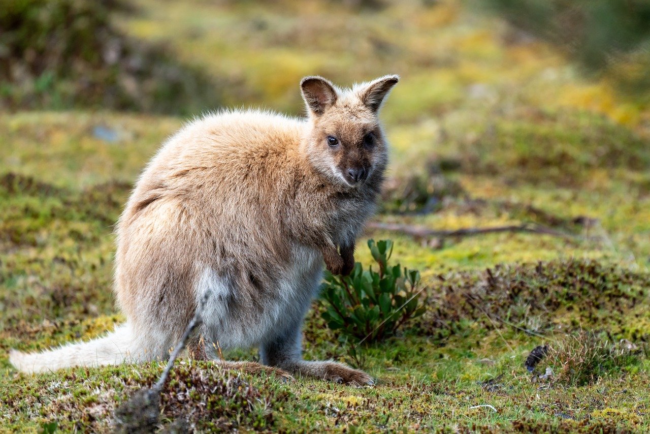 Global Startup Crowdfunding Platform OurCrowd Expands To India, Australia